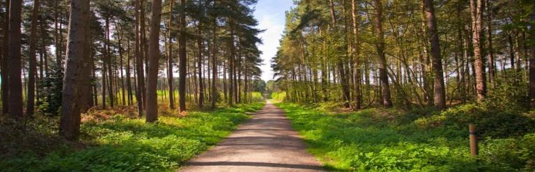 A path surrounded by trees on either side.